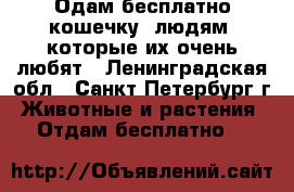 Одам бесплатно кошечку, людям, которые их очень любят - Ленинградская обл., Санкт-Петербург г. Животные и растения » Отдам бесплатно   